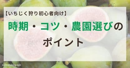 【初心者向け】いちじく狩りの楽しみ方！時期・コツ・農園選びのポイントを解説